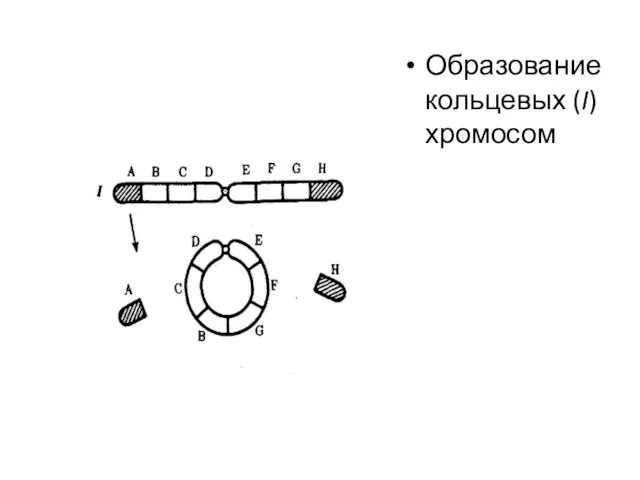Образование кольцевых (I) хромосом