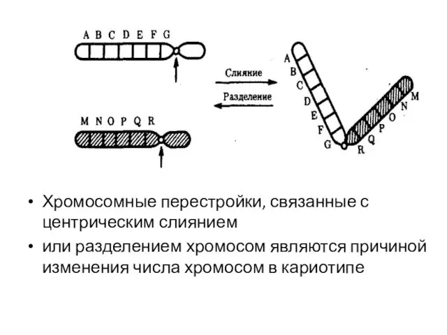 Хромосомные перестройки, связанные с центрическим слиянием или разделением хромосом являются причиной изменения числа хромосом в кариотипе