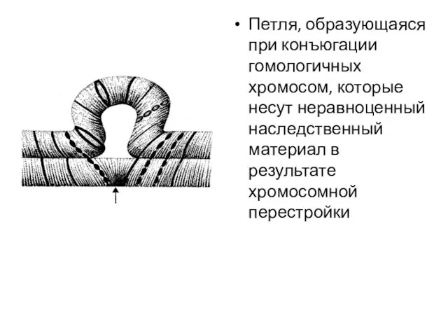 Петля, образующаяся при конъюгации гомологичных хромосом, которые несут неравноценный наследственный материал в результате хромосомной перестройки