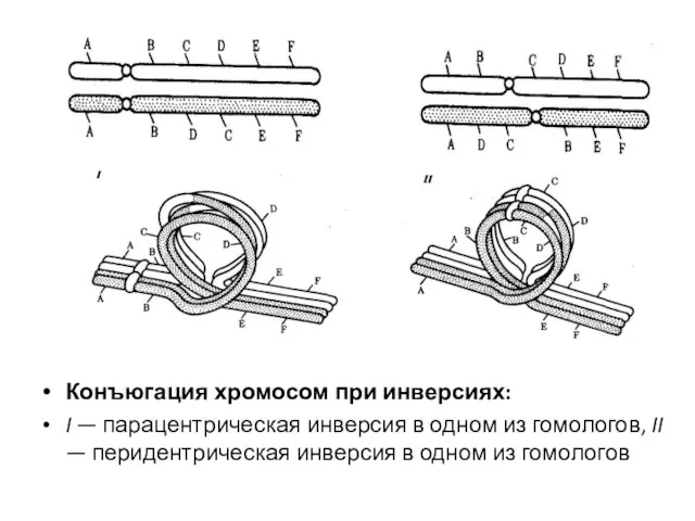 Конъюгация хромосом при инверсиях: I — парацентрическая инверсия в одном