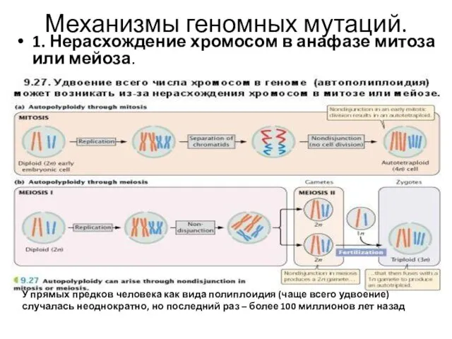 Механизмы геномных мутаций. 1. Нерасхождение хромосом в анафазе митоза или