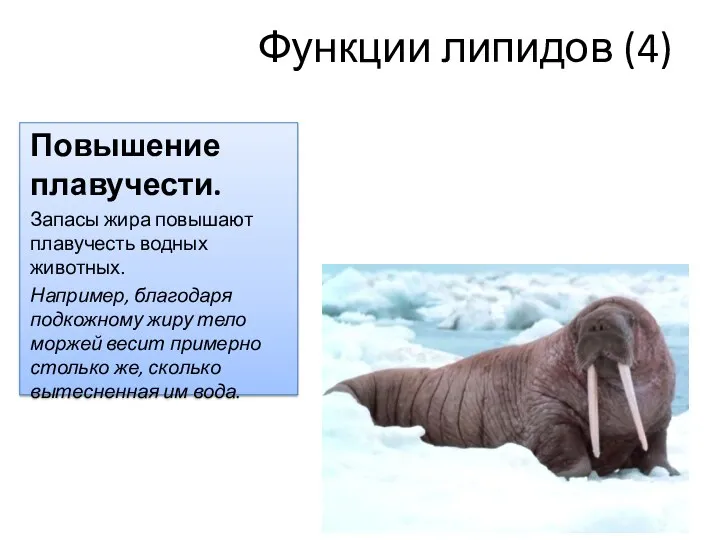 Функции липидов (4) Повышение плавучести. Запасы жира повышают плавучесть водных