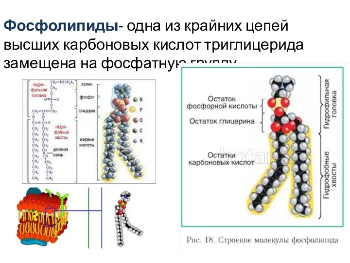 Фосфолипиды- одна из крайних цепей высших карбоновых кислот триглицерида замещена на фосфатную группу