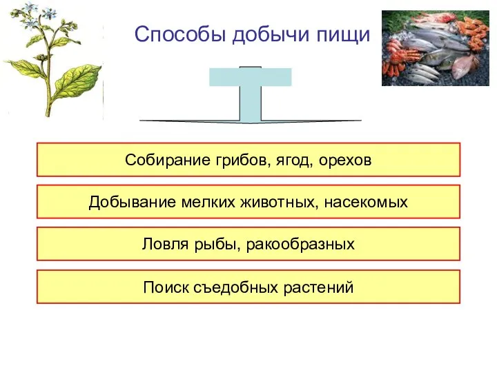 Способы добычи пищи Собирание грибов, ягод, орехов Добывание мелких животных,