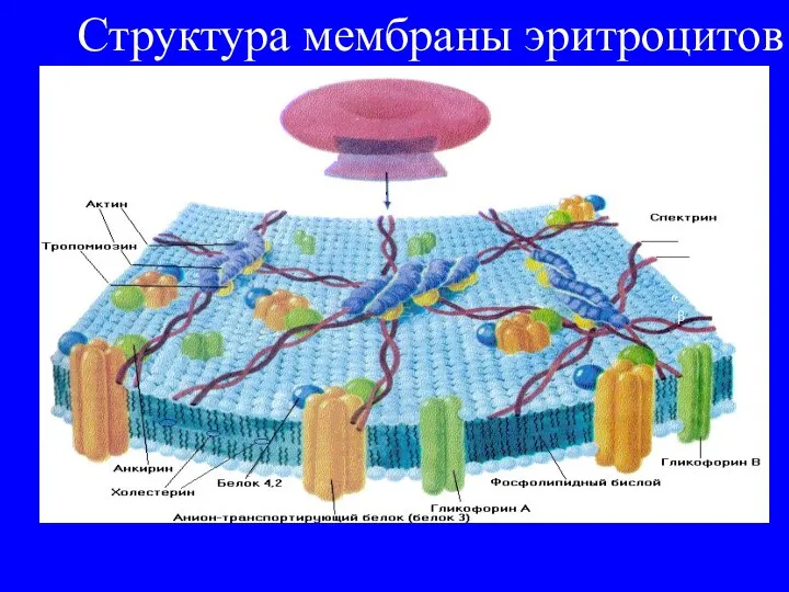 Структура мембраны эритроцитов α β