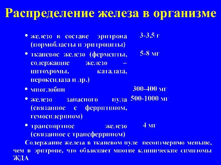 Распределение железа в организме