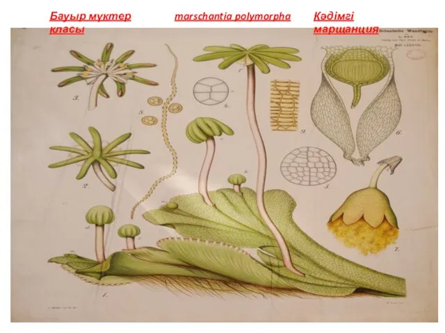 Бауыр мүктер класы marschantia polymorpha Кәдімгі марщанция