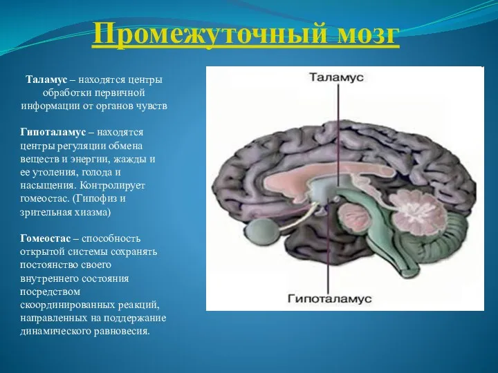 Промежуточный мозг Таламус – находятся центры обработки первичной информации от