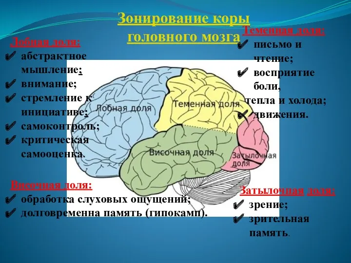 Зонирование коры головного мозга Лобная доля: абстрактное мышление; внимание; стремление