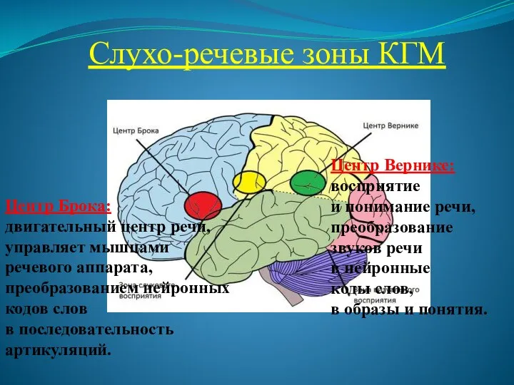 Слухо-речевые зоны КГМ Центр Брока: двигательный центр речи, управляет мышцами