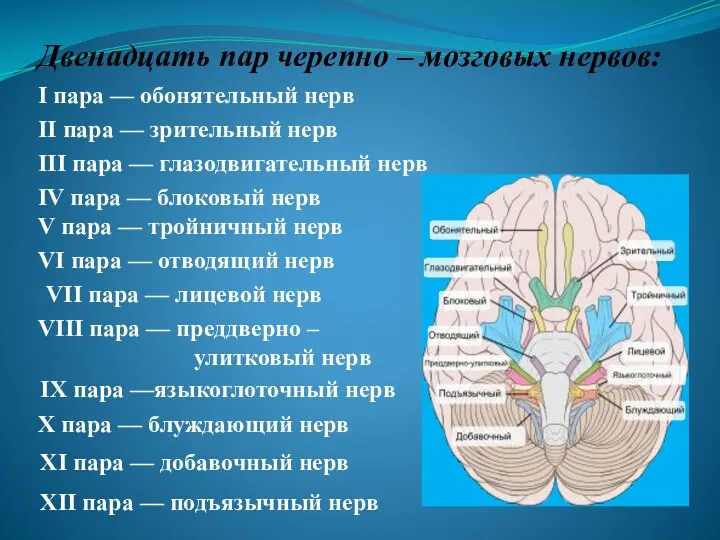 Двенадцать пар черепно – мозговых нервов: I пара — обонятельный