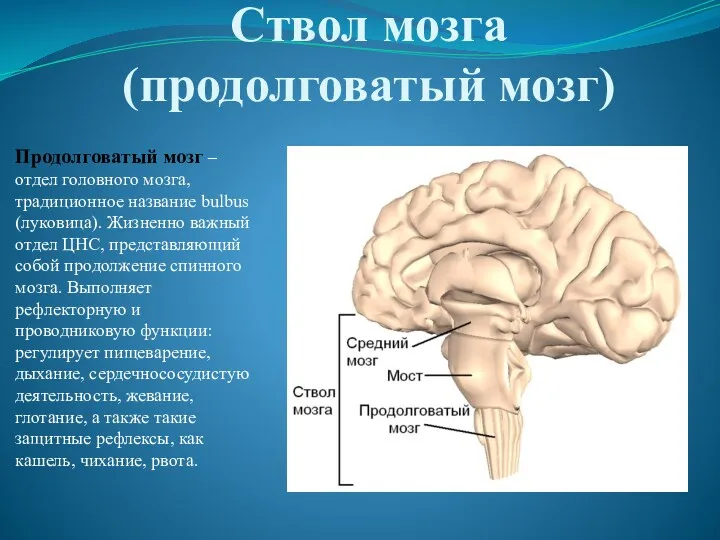 Ствол мозга (продолговатый мозг) Продолговатый мозг – отдел головного мозга,