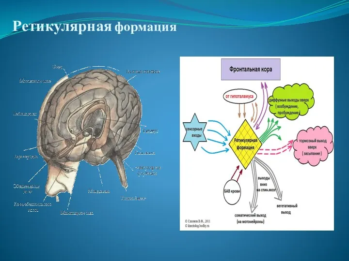 Ретикулярная формация