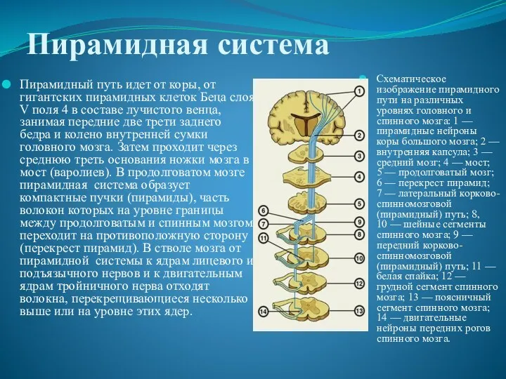 Пирамидная система Пирамидный путь идет от коры, от гигантских пирамидных