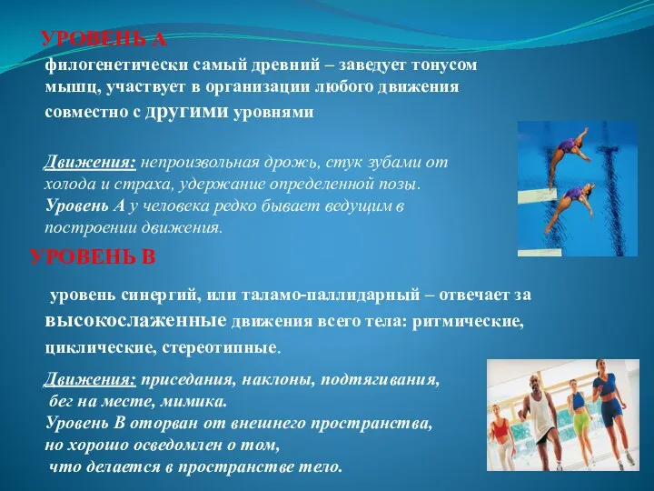 УРОВЕНЬ А уровень синергий, или таламо-паллидарный – отвечает за высокослаженные