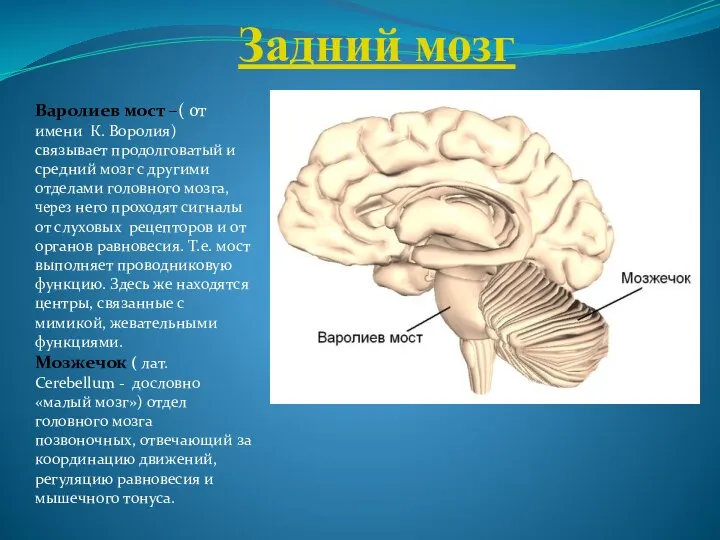 Задний мозг Варолиев мост –( от имени К. Воролия) связывает