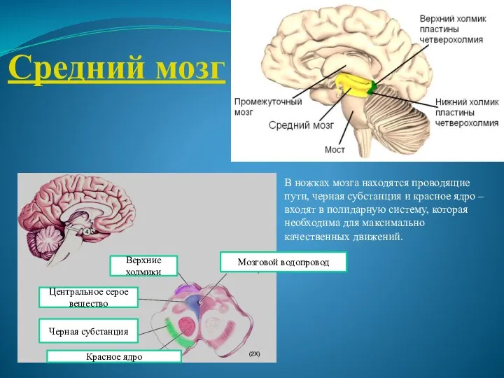 Средний мозг Мозговой водопровод Красное ядро Черная субстанция Центральное серое