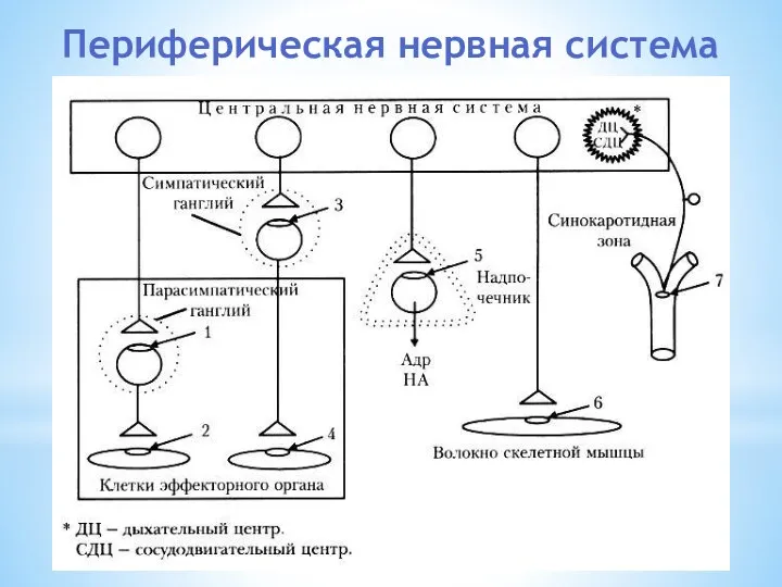 Периферическая нервная система