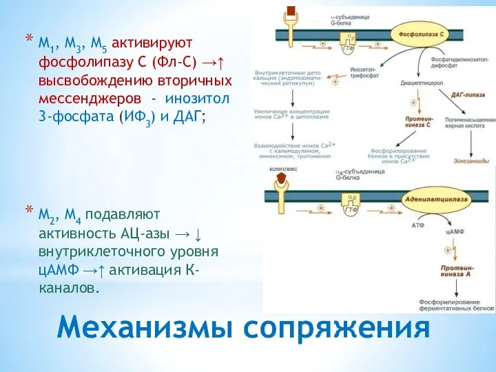 Механизмы сопряжения M1, M3, M5 активируют фосфолипазу С (Фл-C) →↑