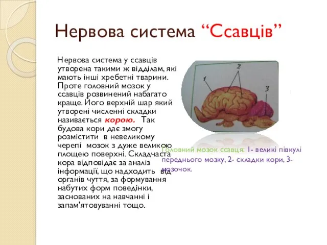 Нервова система “Ссавців” Нервова система у ссавців утворена такими ж