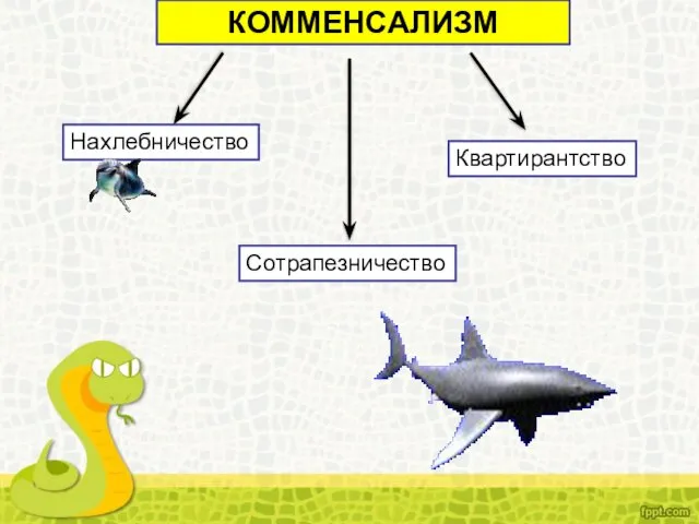 КОММЕНСАЛИЗМ Нахлебничество Сотрапезничество Квартирантство