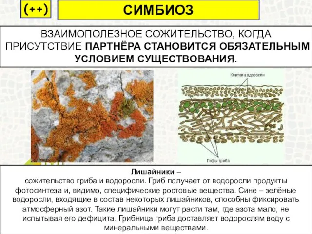 Лишайник ВЗАИМОПОЛЕЗНОЕ СОЖИТЕЛЬСТВО, КОГДА ПРИСУТСТВИЕ ПАРТНЁРА СТАНОВИТСЯ ОБЯЗАТЕЛЬНЫМ УСЛОВИЕМ СУЩЕСТВОВАНИЯ.