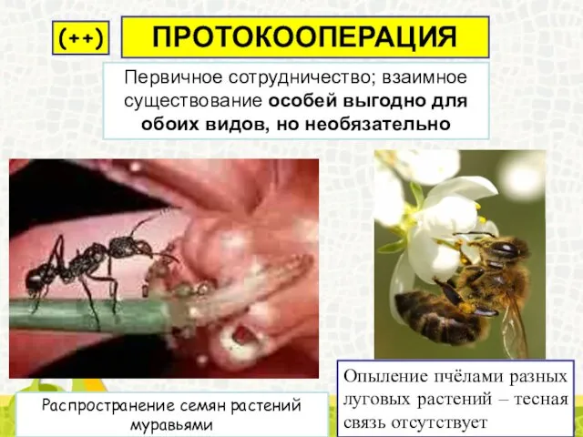 Распространение семян растений муравьями Первичное сотрудничество; взаимное существование особей выгодно