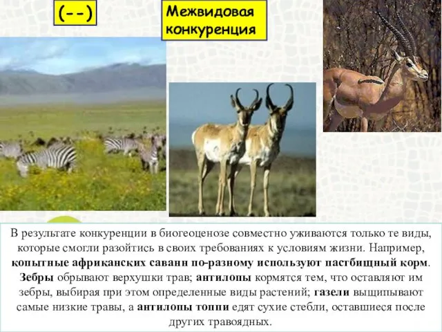 В результате конкуренции в биогеоценозе совместно уживаются только те виды,