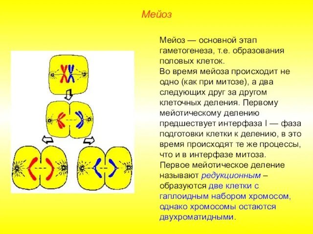 Мейоз Мейоз — основной этап гаметогенеза, т.е. образования половых клеток.