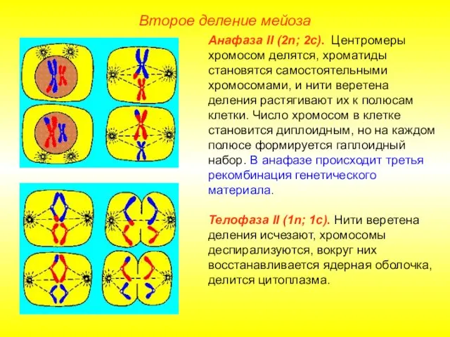 Второе деление мейоза Анафаза II (2n; 2с). Центромеры хромосом делятся,