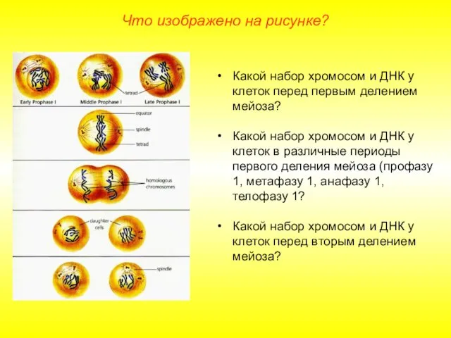 Что изображено на рисунке? Какой набор хромосом и ДНК у