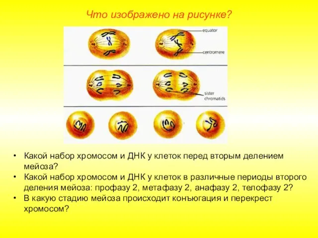 Что изображено на рисунке? Какой набор хромосом и ДНК у