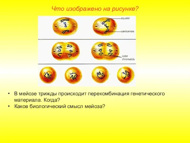 Что изображено на рисунке? В мейозе трижды происходит перекомбинация генетического материала. Когда? Каков биологический смысл мейоза?