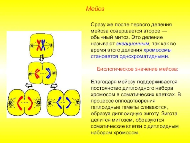 Мейоз Сразу же после первого деления мейоза совершается второе —