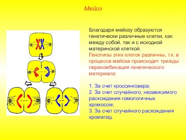 Мейоз Благодаря мейозу образуются генетически различные клетки, как между собой,