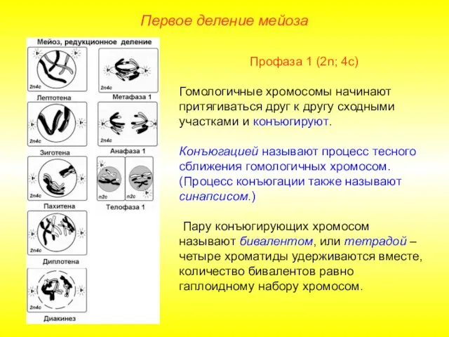 Первое деление мейоза Профаза 1 (2n; 4с) Гомологичные хромосомы начинают