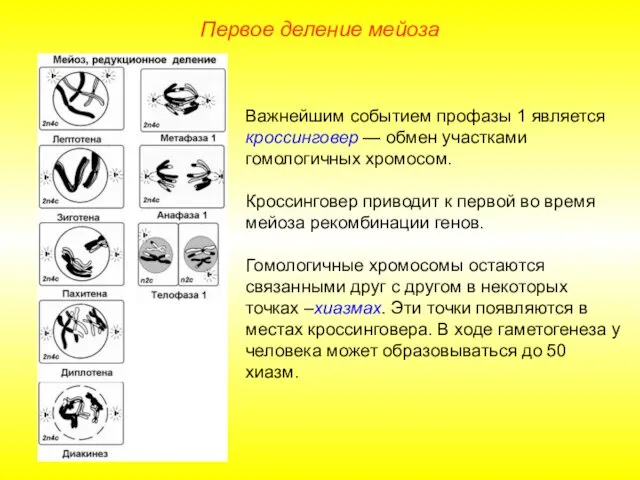 Первое деление мейоза Важнейшим событием профазы 1 является кроссинговер —