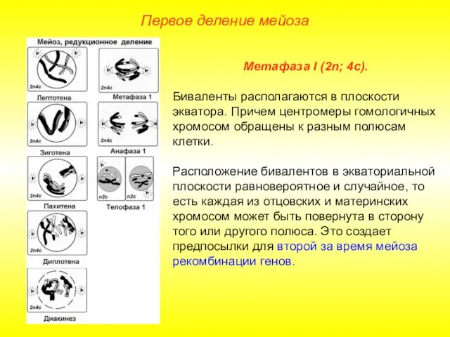 Первое деление мейоза Метафаза I (2n; 4с). Биваленты располагаются в