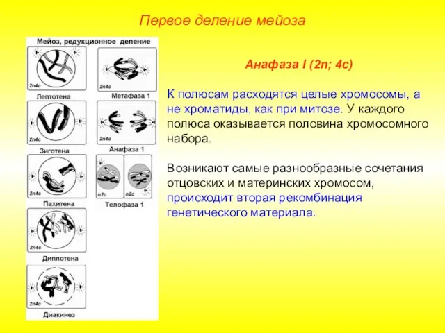 Первое деление мейоза Анафаза I (2n; 4с) К полюсам расходятся