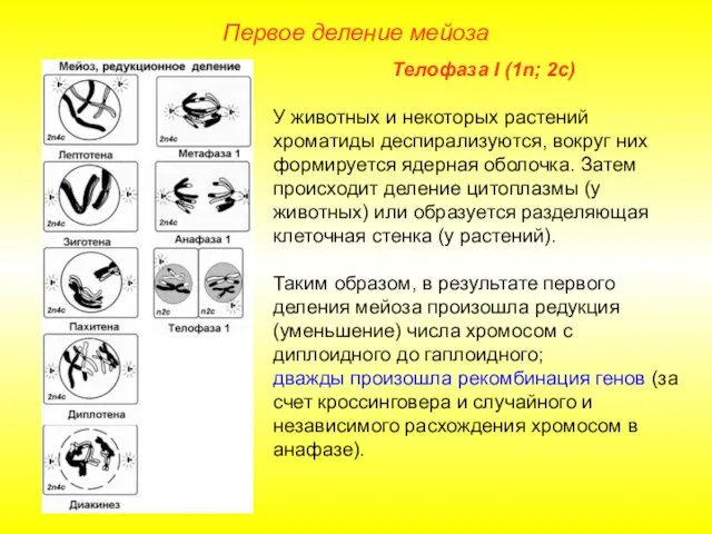 Первое деление мейоза Телофаза I (1n; 2с) У животных и
