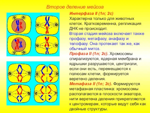 Второе деление мейоза Интерфаза II (1n; 2с) Характерна только для