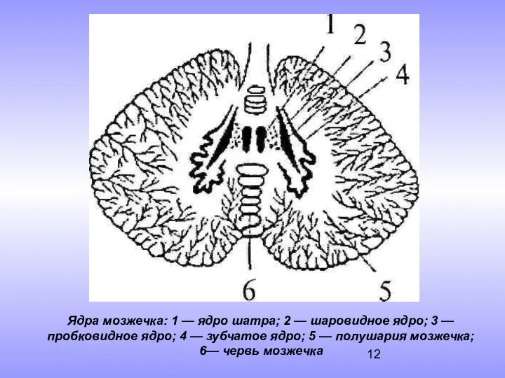 Ядра мозжечка: 1 — ядро шатра; 2 — шаровидное ядро; 3 — пробковидное