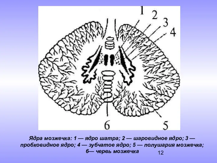 Ядра мозжечка: 1 — ядро шатра; 2 — шаровидное ядро;