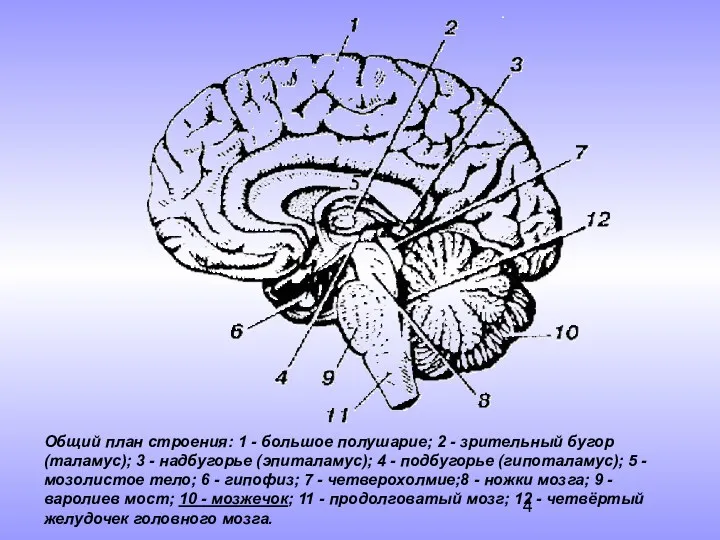 Общий план строения: 1 - большое полушарие; 2 - зрительный бугор (таламус); 3