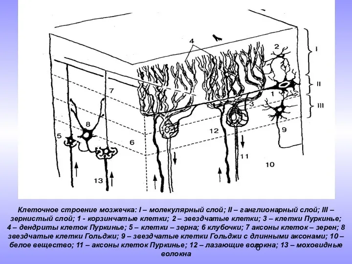 Клеточное строение мозжечка: I – молекулярный слой; II – ганглионарный слой; III –