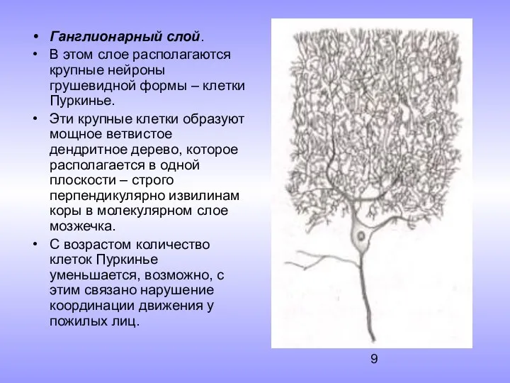 Ганглионарный слой. В этом слое располагаются крупные нейроны грушевидной формы – клетки Пуркинье.