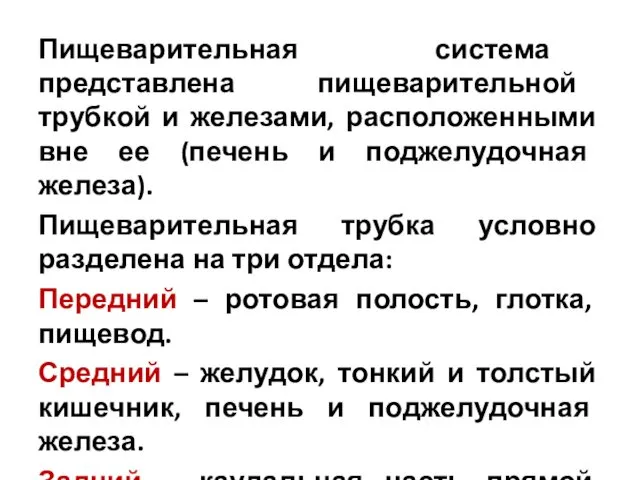 Пищеварительная система представлена пищеварительной трубкой и железами, расположенными вне ее