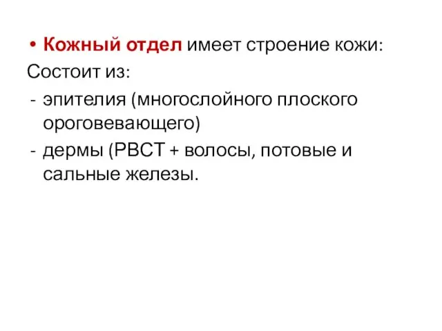 Кожный отдел имеет строение кожи: Состоит из: эпителия (многослойного плоского