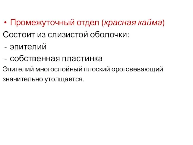 Промежуточный отдел (красная кайма) Состоит из слизистой оболочки: эпителий собственная