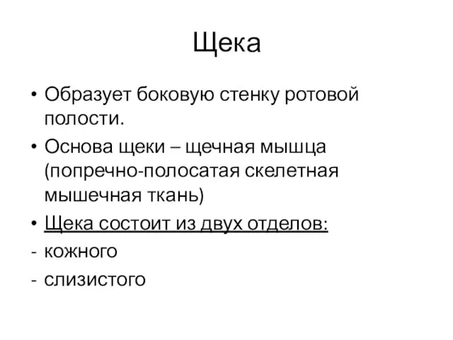 Щека Образует боковую стенку ротовой полости. Основа щеки – щечная